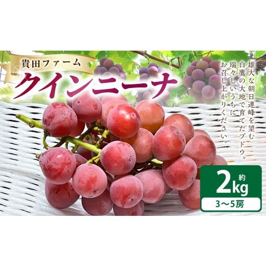 ふるさと納税 果物類 ぶどう 山形県 白鷹町 クインニーナ 約2kg箱 ( 3〜5房 ) ぶどう 果物 くだもの 果実 フルーツ 葡萄 ブドウ 果汁 国産 山形県産 糖度 20…