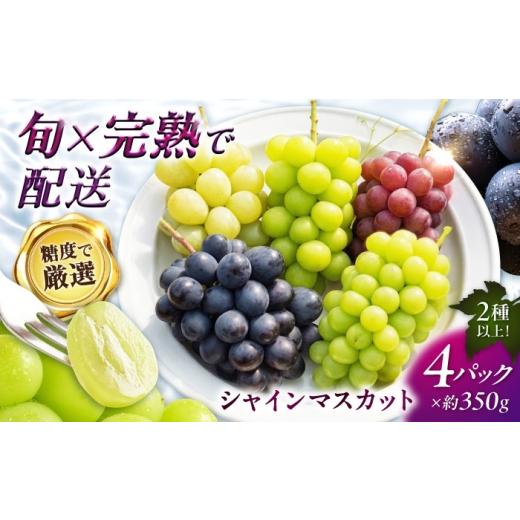 ふるさと納税 ぶどう マスカット 福岡県 広川町 シャインマスカット 食べ比べ 4パック 広川町 / 野田葡萄園