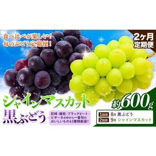 ふるさと納税 ぶどう マスカット 熊本県 荒尾市 先行予約 2ヶ月定期便 黒ぶどう シャインマスカット 600g マスカット フルーツ 果物 新鮮 [8月上旬-9月下旬…