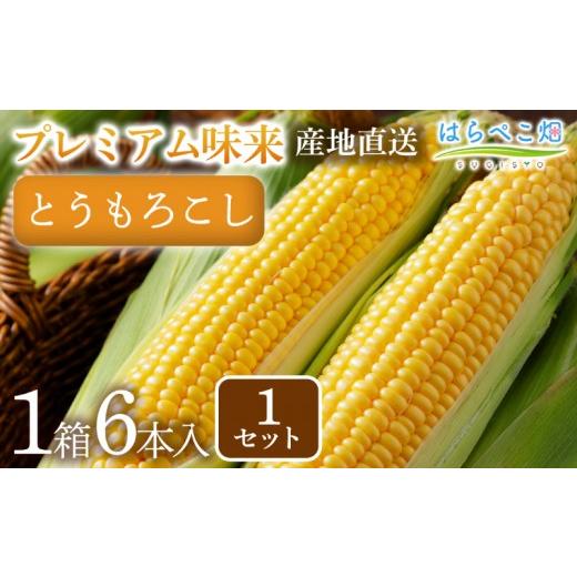 ふるさと納税 とうもろこし 愛知県 西尾市 感動の甘さ とうもろこしプレミアム味来 6本入り/1箱・H074-11 6本/11,000円