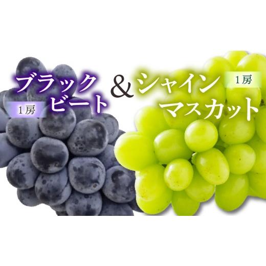 ふるさと納税 ぶどう マスカット 愛媛県 松山市 ぶどう 食べ比べセット シャインマスカット &amp; ブラックビート 2026年8月下旬頃から順次発送 | ぶどう 葡萄…