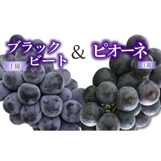 ふるさと納税 ぶどう マスカット 愛媛県 松山市 ぶどう 食べ比べセット ピオーネ &amp; ブラックビート 2026年8月下旬頃から順次発送 | ぶどう 葡萄 フルーツ …