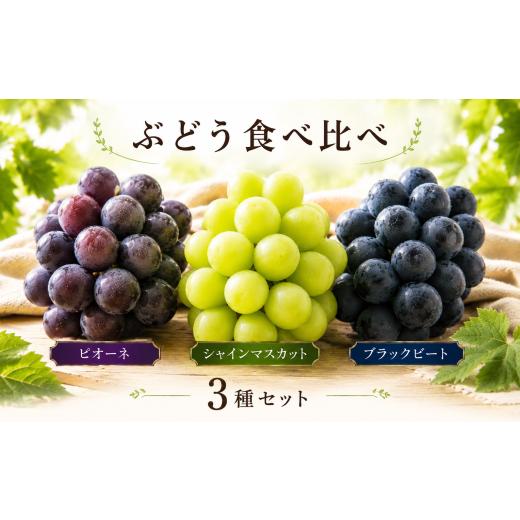 ふるさと納税 ぶどう マスカット 愛媛県 松山市 ぶどう 食べ比べセット シャインマスカット &amp; ピオーネ &amp; ブラックビート 2026年8月下旬頃から順次発…