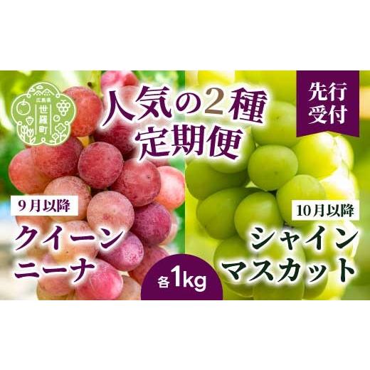 ふるさと納税 果物類 ぶどう 広島県 世羅町 定期便2回 クイーンニーナ シャインマスカット 各1kg 安井農園 ぶどう ブドウ 葡萄 ピオーネ フルーツ 果物 くだ…