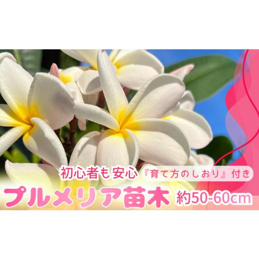 ふるさと納税 雑貨・日用品 苗木 鹿児島県 西之表市 季節限定 種子島 プルメリア 苗木 1鉢 NFN672 300pt // ハワイアンフラワー 南国 植物 苗木 花 観葉植…