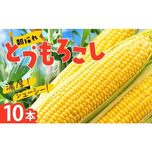 ふるさと納税 とうもろこし 群馬県 前橋市 トウモロコシ 10本 | 減農薬 野菜ソムリエ みずみずしい 旬野菜 生野菜 サラダ ギフト レシピ 贈り物 国産 朝採れ …