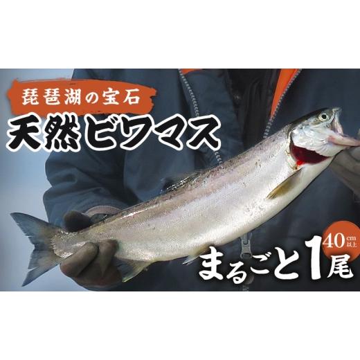 ふるさと納税 川魚 ます 滋賀県 米原市 琵琶湖の宝石 天然ビワマス まるごと1尾(40cm以上) 魚 魚介 海鮮 琵琶湖の宝石 ビワマス ます マス 天然 活〆 活け…