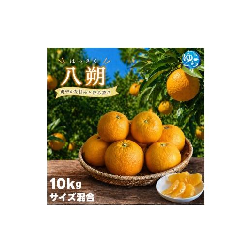 ふるさと納税 みかん・柑橘類 和歌山県 由良町 八朔 10kg サイズ混合 秀優品(S〜4L)/ はっさく ハッサク 柑橘 由良町 果物 フルーツ くだもの 産地直送 和…