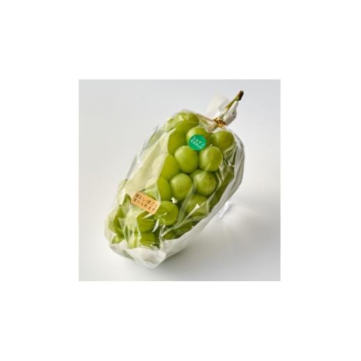 ふるさと納税 ぶどう 岡山県 美作市 2週間毎定期便 ぶどうのセット(ピオーネ2kg・シャインマスカット1房)全2回 4085671