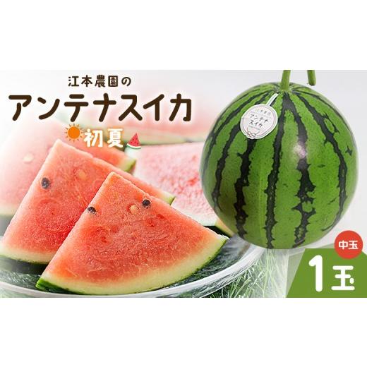 ふるさと納税 スイカ 高知県 香南市 スイカ 江本農園 夏の小玉アンテナスイカ 1玉 くだもの フルーツ デザート スイカ em-0033