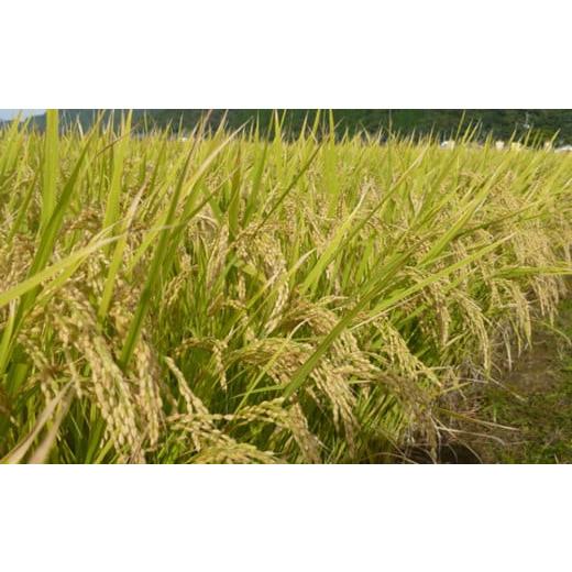 ふるさと納税 米 さがびより 佐賀県 神埼市 令和8年産 新米先行受付 さがびより 無洗米 5kg 3ヶ月定期便 さがびより 無洗米 5kg お米 おいしい ランキング 人…