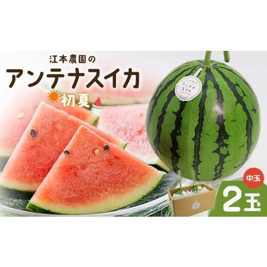 ふるさと納税 スイカ 高知県 香南市 スイカ 5月発送 4月発送 江本農園の初夏のアンテナスイカ2玉 - 数量限定 のし 熨斗 高知県産 果物 くだもの フルーツ すい…