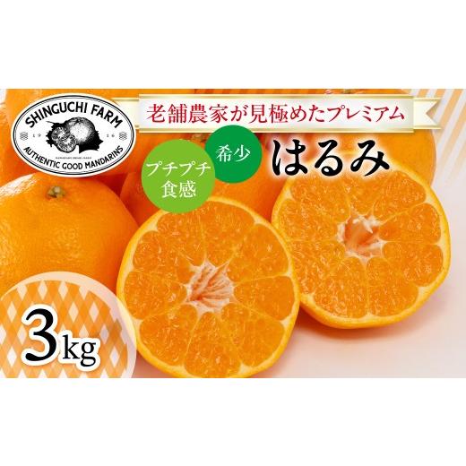 ふるさと納税 みかん・柑橘類 愛媛県 八幡浜市 老舗農家が見極めたプレミアム はるみ3kg 希少・プチプチ食感 C70-130 1684351