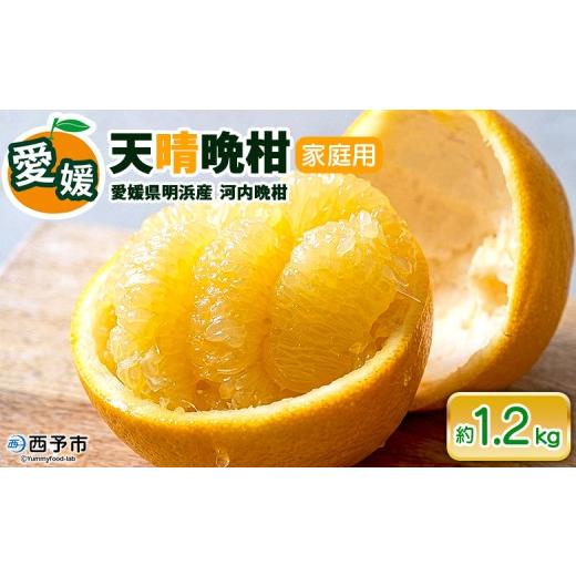 ふるさと納税 みかん・柑橘類 愛媛県 西予市 先行予約受付 天晴晩柑(河内晩柑)家庭用 約1.2kg 『2026年4月上旬〜5月下旬迄に順次出荷予定』訳アリ 訳あり 果…