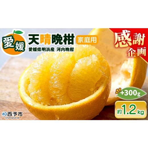 ふるさと納税 みかん・柑橘類 愛媛県 西予市 先行予約受付 天晴晩柑(河内晩柑)家庭用 約1.2kg+300g 『2026年4月上旬〜5月下旬迄に順次出荷予定』感謝企画 …