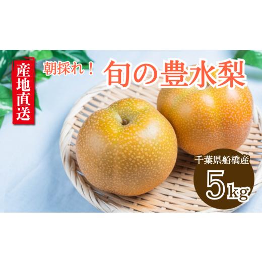 ふるさと納税 梨 千葉県 船橋市 2026年産 船橋のなし 豊水 5kg 梨 千葉県 船橋市産 高品質 先行予約 桜井農園 冷蔵発送