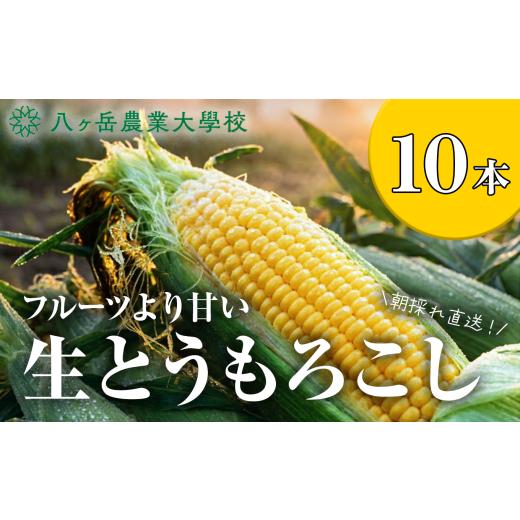 ふるさと納税 とうもろこし 長野県 原村 朝採れ 直送 フルーツのような甘さ 『 皮付き 』 生とうもろこし 10本 | 八ヶ岳農業大学校 トウモロコシ とうもろこし…