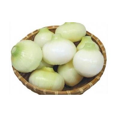 ふるさと納税 野菜類 玉ねぎ 熊本県 芦北町 B404-10 サラたまちゃん10kg(2Lサイズ以上)