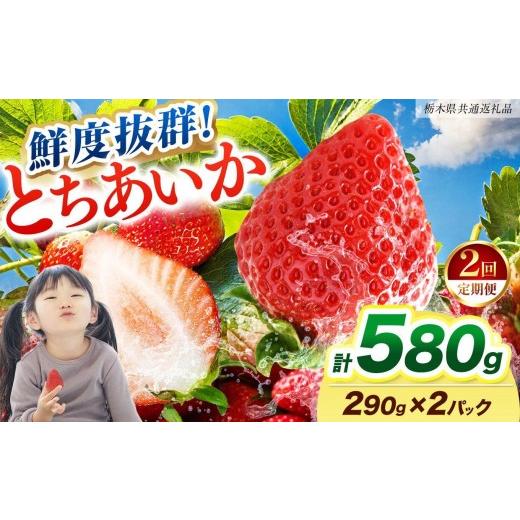 ふるさと納税 いちご 栃木県 矢板市 2027年先行予約 〔定期便2回〕鮮度抜群 いちご とちあいか 290g×2P 栃木県共通返礼品 2回 290g×2P |12,000円