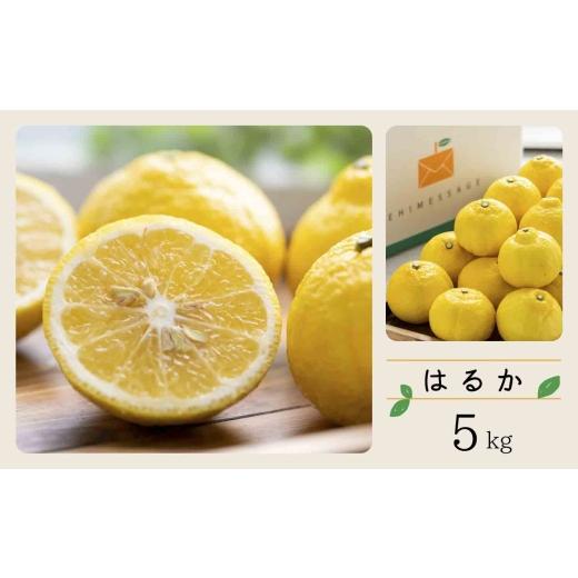 ふるさと納税 みかん・柑橘類 愛媛県 八幡浜市 先行受付 コウ果樹園の贈答用はるか5kg C33-33 _ はるか みかん ミカン 柑橘 フルーツ 果物 くだもの 完熟 産…