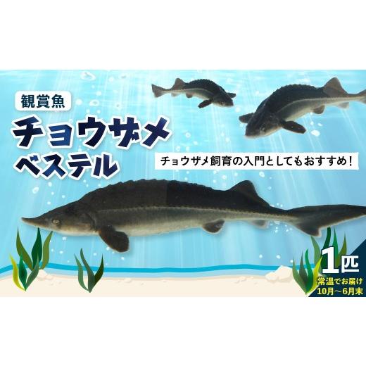 ふるさと納税 魚貝類 広島県 呉市 チョウザメ観賞魚(生体) ベステル 10月〜6月末 ku183-004-r (北海道・沖縄県・離島配送不可)