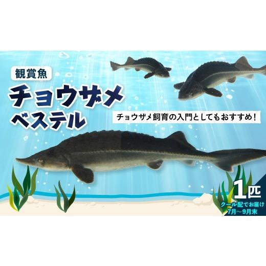 ふるさと納税 魚貝類 広島県 呉市 チョウザメ観賞魚(生体) ベステル 7月〜9月末 ku183-005-r (北海道・沖縄県・離島配送不可)