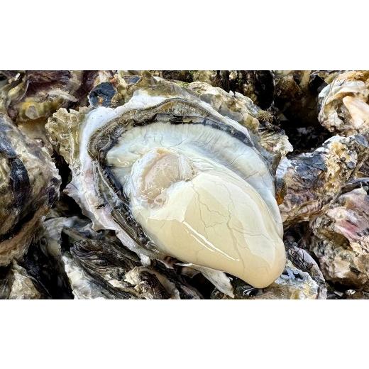 ふるさと納税 牡蠣 生牡蠣 宮城県 大和町 殻付き牡蠣(冷蔵・生食用) 2kg 宮城県産 生牡蠣 牡蛎 牡蠣 カキ オイスター カキフライ 牡蠣鍋 海鮮 国産 魚介 産…