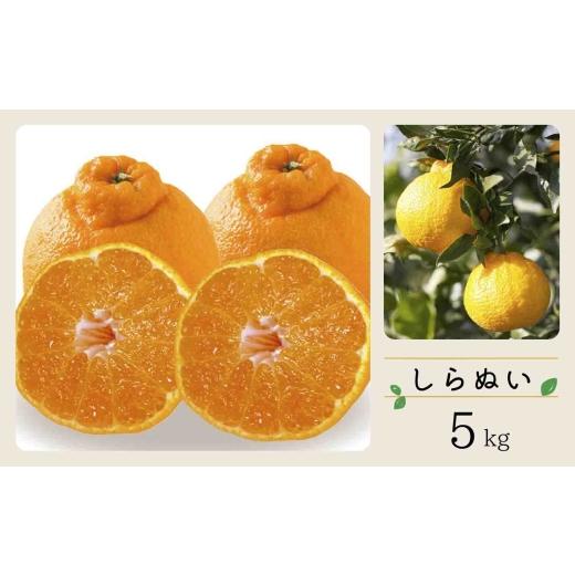 ふるさと納税 みかん・柑橘類 愛媛県 八幡浜市 先行受付 コウ果樹園「しらぬい」たっぷり5kg C33-23 _みかん ミカン 蜜柑 フルーツ 果物 くだもの 人気 美味…