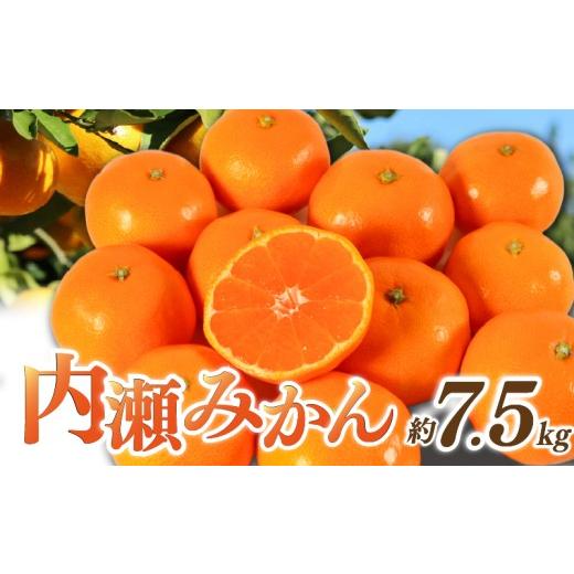 ふるさと納税 果物類 みかん 三重県 南伊勢町 先行予約 みかん 温州みかん 約7.5kg 数量限定 期間限定 内瀬みかん アサヒ農園 柑橘 蜜柑 フルーツ 果物 くだも…