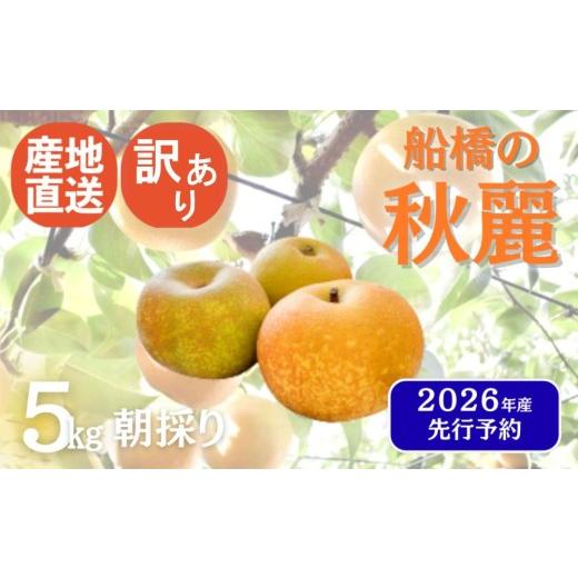 ふるさと納税 梨 千葉県 船橋市 2026年産 訳あり 先行予約 梨 なし 船橋のなし 「秋麗」い志い農園 千葉県 2026年発送 お届け日指定不可 い志い農園 予約 数…