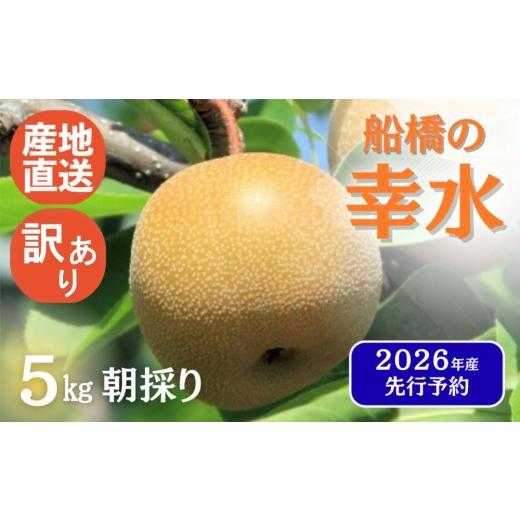 ふるさと納税 梨 千葉県 船橋市 2026年産 訳あり 先行予約 梨 なし 船橋のなし 「幸水」(い志い農園) 千葉県 2026年発送 お届け日指定不可 い志い農園 予約…