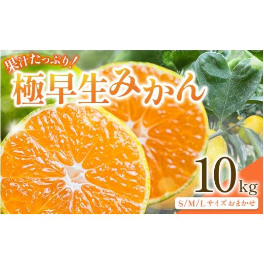 ふるさと納税 果物類 みかん 和歌山県 田辺市 先行予約 紀州田辺産 果汁たっぷりの極早生みかん 10kg(S/M/Lサイズおまかせ) 9月中旬に順次発送予定 期間限…