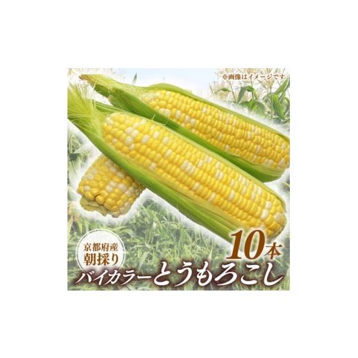 ふるさと納税 とうもろこし 京都府 久御山町 京都府久御山町 とうもろこし バイカラー 10本 朝採れコーン 1666123
