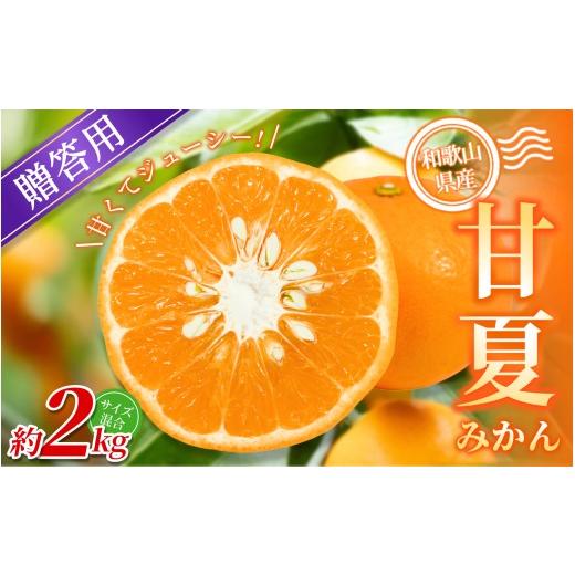 ふるさと納税 みかん・柑橘類 和歌山県 かつらぎ町 贈答用 森本農園の手選別 甘夏みかん 約2kg 和歌山県産 サイズ混合 北海道・沖縄・離島配送不可 2026年4月…