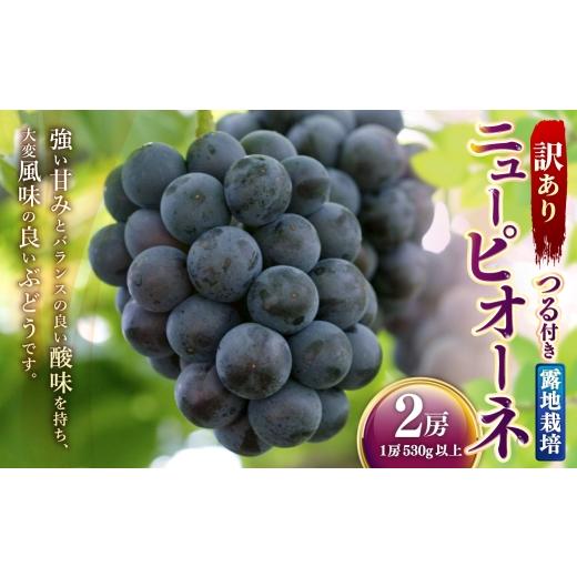 ふるさと納税 果物類 ぶどう 岡山県 美咲町 訳あり つる付きニューピオーネ 2房 ( 1房 530g以上 ) 露地栽培 ニューピオーネ つる付き 果物 くだもの 果実 フ…