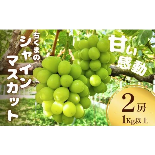 ふるさと納税 ぶどう マスカット 長野県 千曲市 甘い感動 ちくまのシャインマスカット 2房 1kg以上 半蔵農園 | 葡萄 グレープ 信州ぶどう 種無し 皮ごと食べれ…