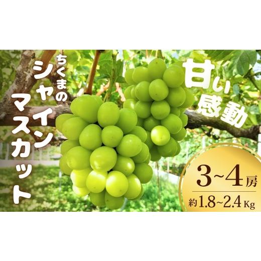 ふるさと納税 ぶどう マスカット 長野県 千曲市 甘い感動 ちくまのシャインマスカット 3~4房 (約1.8kg~約2.4kg) 半蔵農園 | 葡萄 グレープ 信州ぶどう 種無し …