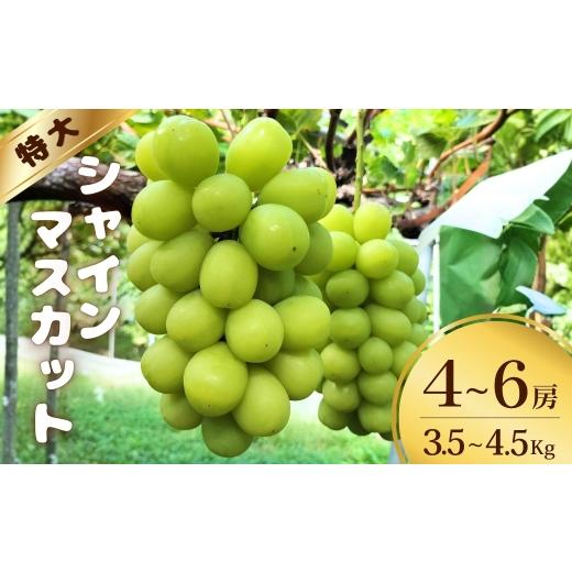 ふるさと納税 ぶどう マスカット 長野県 千曲市 みんなで楽しむ 特大シャインマスカット 4~6房 (約3.5kg~約4.5kg) 半蔵農園 | 葡萄 グレープ 信州ぶどう 種無…