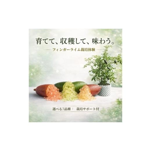 ふるさと納税 雑貨・日用品 苗木 神奈川県 逗子市 フィンガーライム栽培体験セット 初心者OK 植替え済 AIサポート&マニュアル付き レッドルビー  …