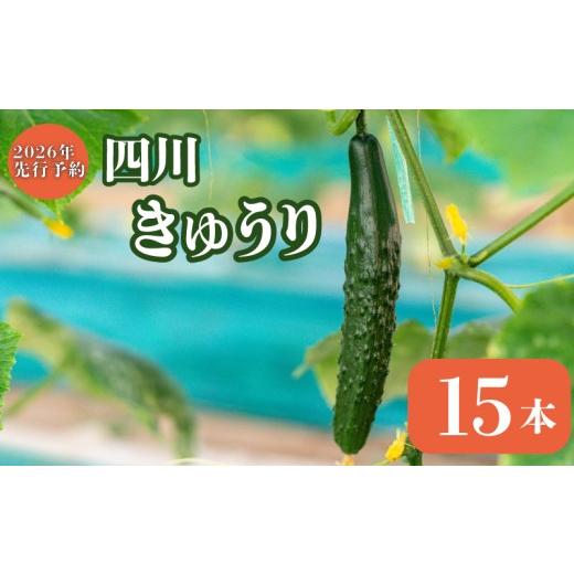 ふるさと納税 野菜類 千葉県 旭市 四川きゅうり おためし 約15本 きゅうり キュウリ 胡瓜 四川 漬物 漬け物 ぬか漬け 浅漬け キムチ 炒め物 サラダ 国産 産地…