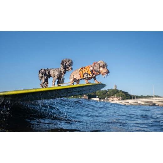 ふるさと納税 体験チケット 神奈川県 藤沢市 犬 サーフィン 撮影チケット 1回分 ドッグサーフィン 撮影 チケット ドッグ inu 小型犬 ペット 愛犬 江の島 江ノ…