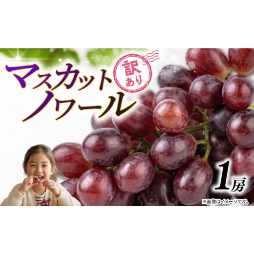 ふるさと納税 ぶどう マスカット 千葉県 銚子市 訳あり マスカットノワール ( 種なし ) 1房 450g 以上 2026年 発送分 数量限定 先行予約 紫黒色 ぶどう コク…