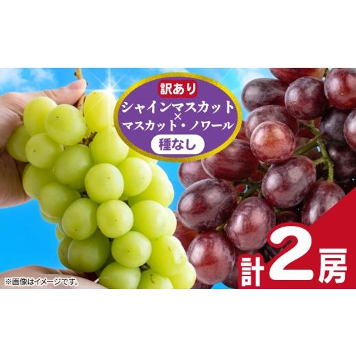 ふるさと納税 ぶどう マスカット 千葉県 銚子市 訳あり シャインマスカット × マスカット・ノワール ( 種なし ) 1房 450g 以上 2026 年発送分 数量限定 先…