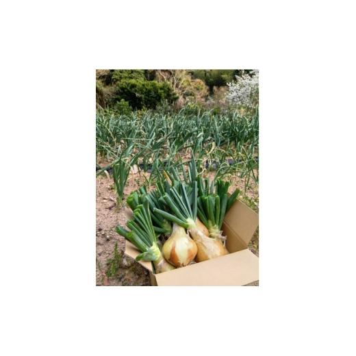 ふるさと納税 野菜類 玉ねぎ 徳島県 牟岐町 徳島県の小さな島 出羽島の玉ねぎ てばたま3kg 1727588