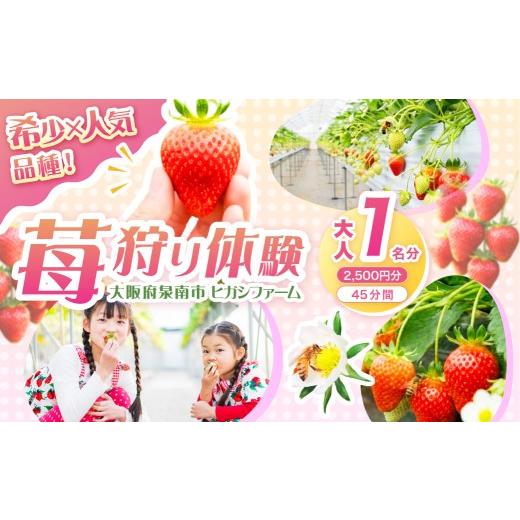 ふるさと納税 体験チケット 大阪府 泉南市 見つけて、摘んで、食べて 希少いちご「ほしうらら」を摘みに行こう いちご狩り 体験チケット(大人1名 2,500円分…