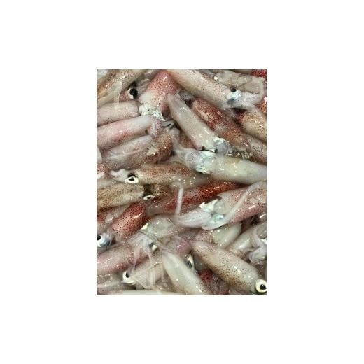 ふるさと納税 イカ 愛媛県 八幡浜市 竹中水産のバラスルメ2kg(小小サイズ) D22-223 _いか イカ スルメイカ するめいか バラスルメ 烏賊 魚介 魚介類 海鮮 鮮魚…