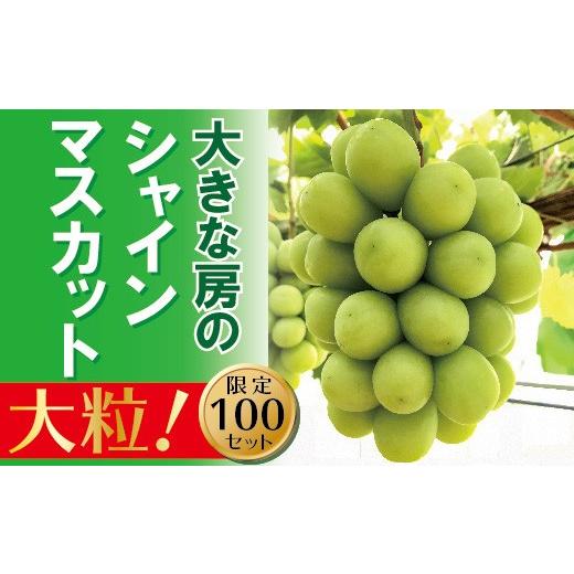 ふるさと納税 ぶどう マスカット 岡山県 和気町 2026年発送 シャインマスカット 1房 大房 甘い 贈答 ギフト ぶどう フルーツ 果物 送料無料 産地直送