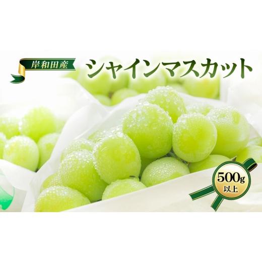 ふるさと納税 ぶどう マスカット 大阪府 岸和田市 先行予約 数量限定 シャインマスカット 500g以上 1房 フルーツ 果物 くだもの ぶどう ブドウ 葡萄 大粒 高…