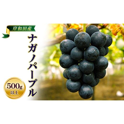 ふるさと納税 ぶどう 大阪府 岸和田市 先行予約 数量限定 ナガノパープル 500g以上 1房 フルーツ 果物 くだもの ぶどう ブドウ 葡萄 種なし 皮ごと 高級感 …