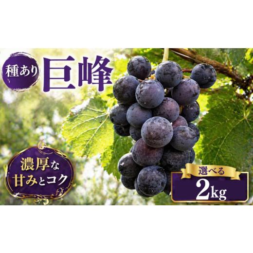 ふるさと納税 ぶどう 巨峰 徳島県 阿波市 先行予約 ぶどう 巨峰 種あり 2kg [ 2026年 8月 上旬 〜 順次発送 ]フルーツ ぶどう 葡萄 期間限定 旬 産地直送 …